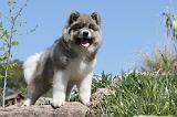 AKITA AMERICAIN 042